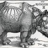 Imagen del rinoceronte