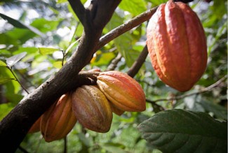 XXIV Semana de la Ciencia 2024: "Una planta de otro mundo. Un viaje a través del cacao ecuatoriano" XXIV Semana de la Ciencia 2024: "Una planta de otro mundo. Un viaje a través del cacao ecuatoriano"